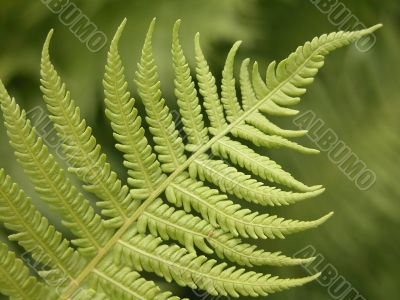 fern details