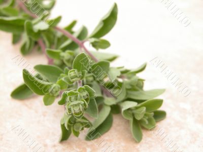 marjoram