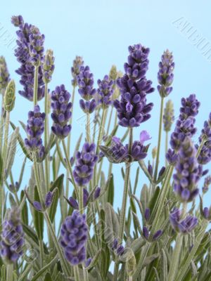 lavender