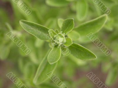 marjoram