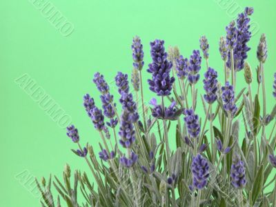 lavender