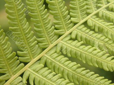 fern details