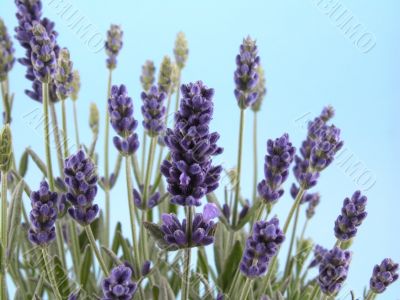 lavender
