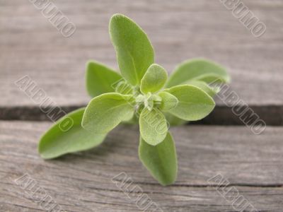 marjoram