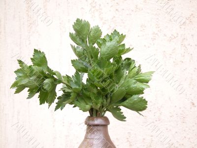 celery