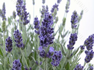 lavender