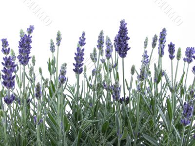 lavender
