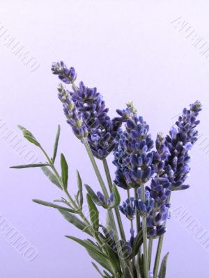 lavender