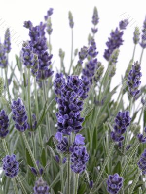 lavender
