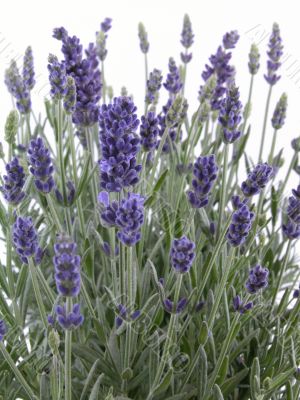 lavender