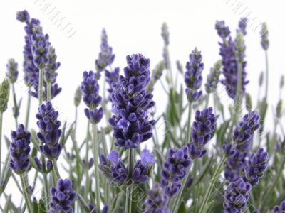 lavender