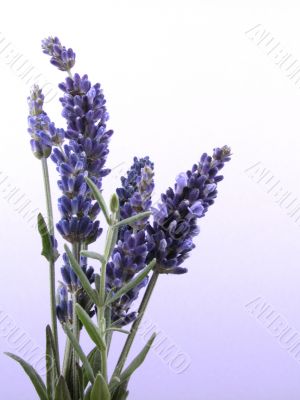 lavender
