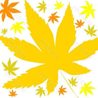 Autumn leaves