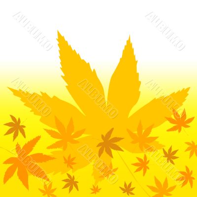 Autumn leaves