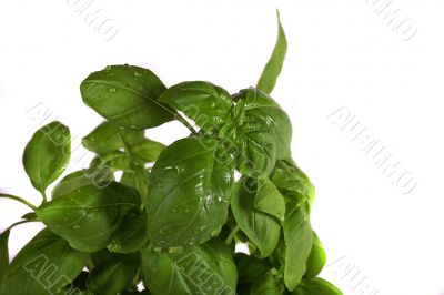 basil