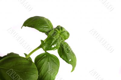 basil