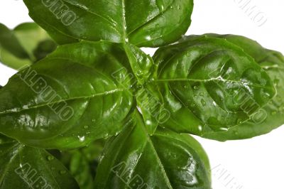 basil