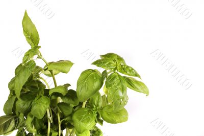 basil