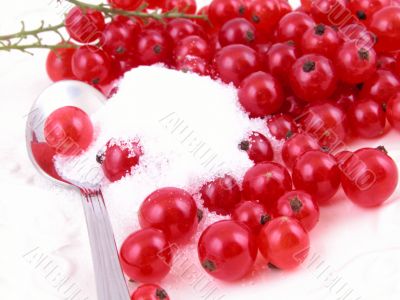 red currants