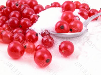 red currants