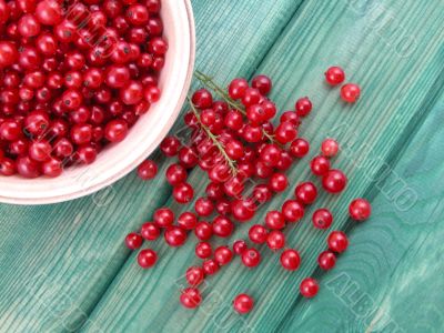 red currants