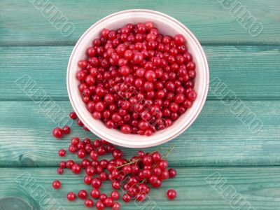 red currants
