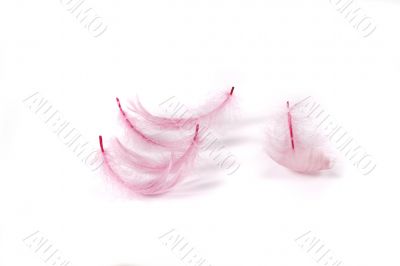 pink feather