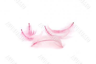 pink feather
