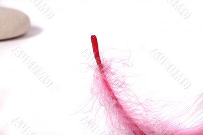 rock and pink feather