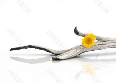 Wooden piece with a yellow flower