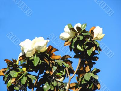 Blossoming tree of a magnolia