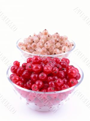 currants