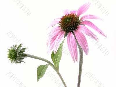 echinacea flower