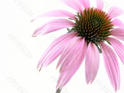 echinacea flower