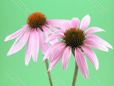 echinacea flowers