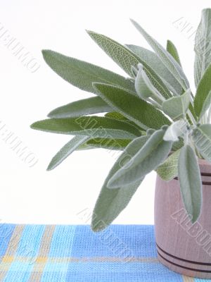 close-ups of sage