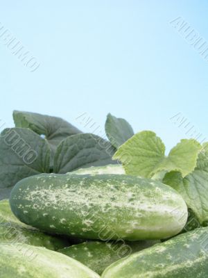cucumbers