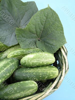 cucumbers