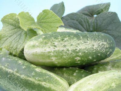cucumbers