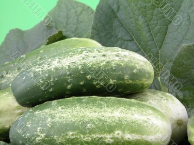 cucumbers