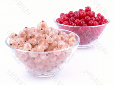 currants