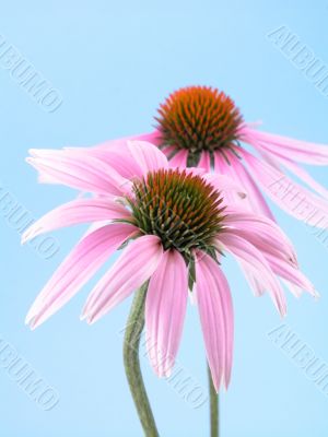 echinacea flowers