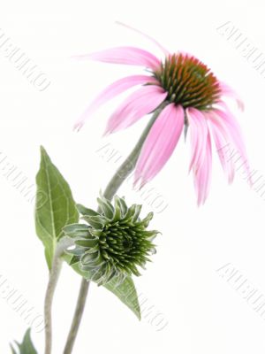 echinacea flower