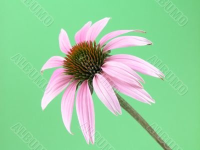 echinacea flower