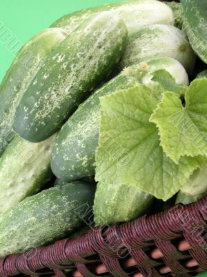 cucumbers