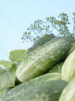 cucumbers