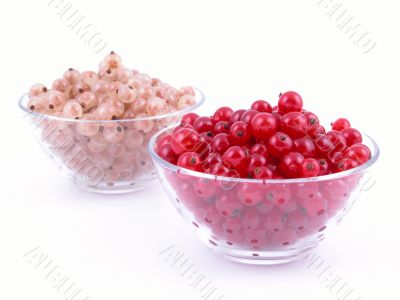 currants