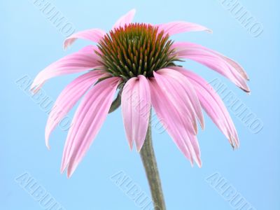 echinacea flower