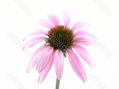 echinacea flower