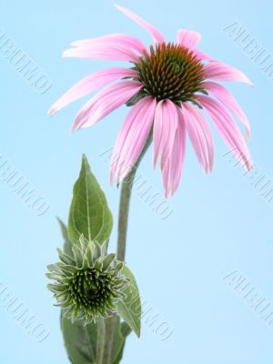 echinacea flower